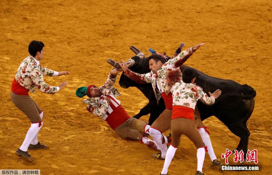 葡萄牙斗牛大赛场面刺激 斗牛士被顶上天